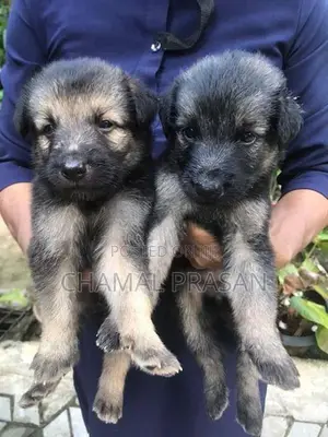 German Shepherd Puppies