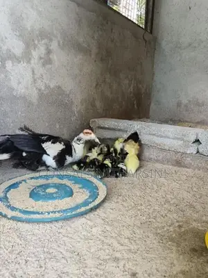 Farm Duck