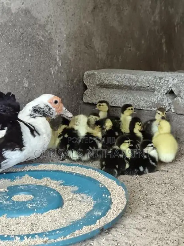 Farm Duck