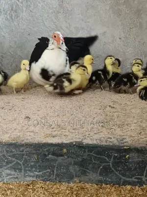 Farm Duck