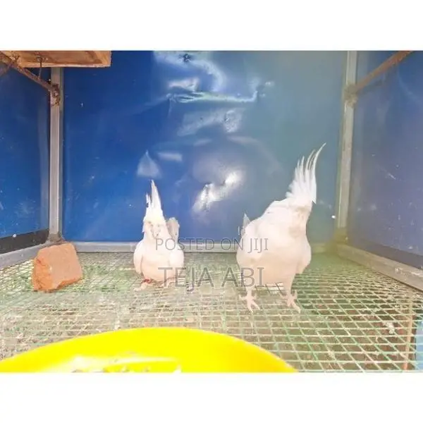 Cockatiel Albino