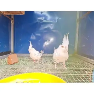Cockatiel Albino