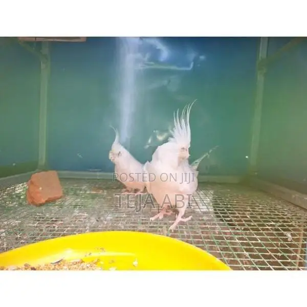 Cockatiel Albino