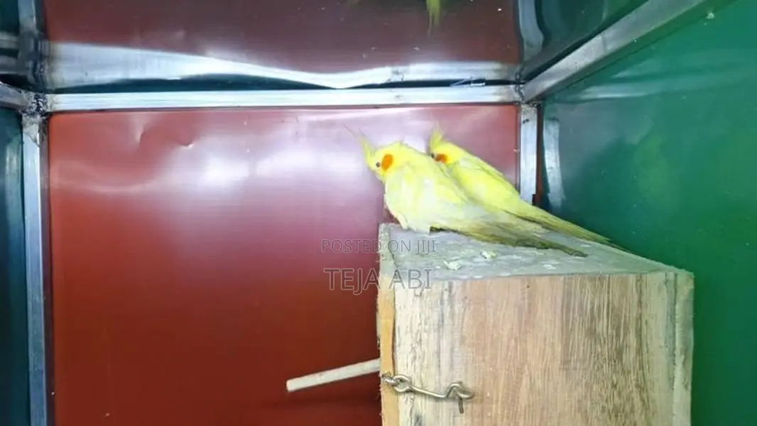 Lutino Cockatiel Breeding Pair