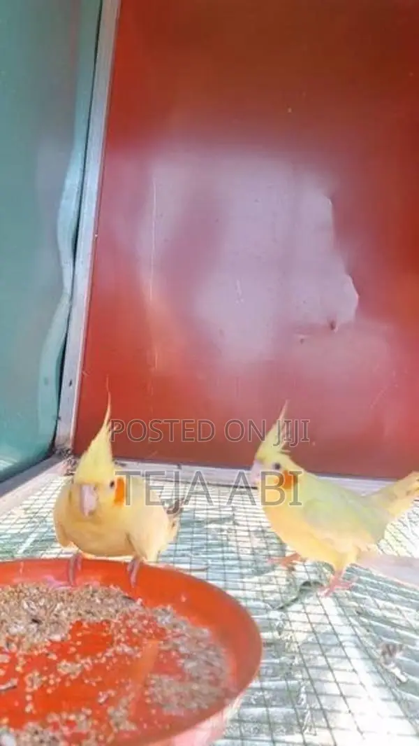 Lutino Cockatiel Breeding Pair