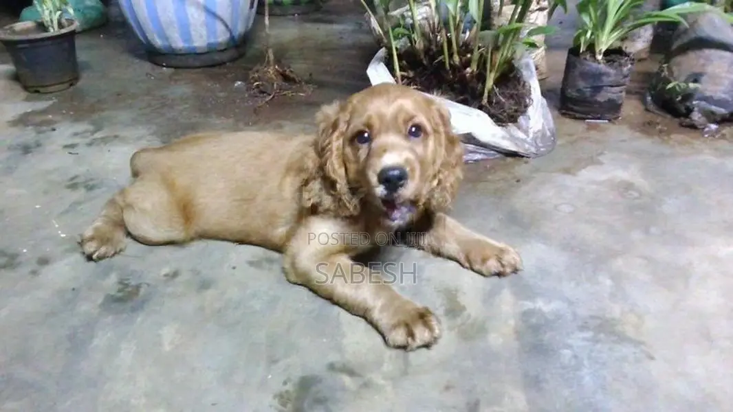 Cocker Spaniel Puppy