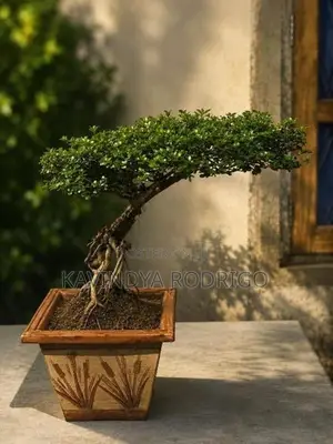Bonsai Plant