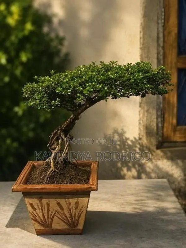 Bonsai Plant