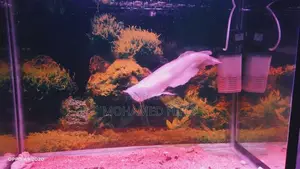 Silver Arowana Fish