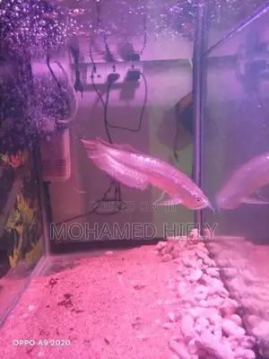 Silver Arowana Fish