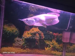 Silver Arowana Fish