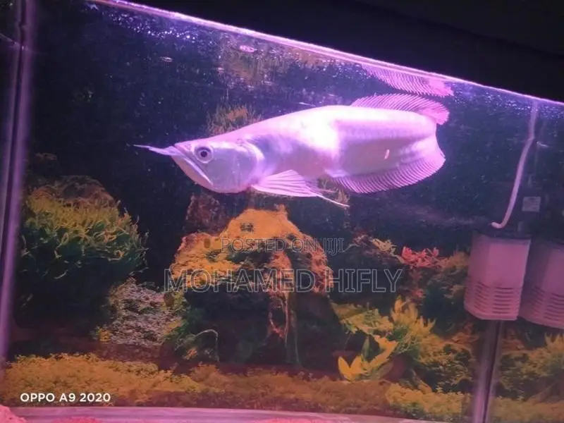 Silver Arowana Fish