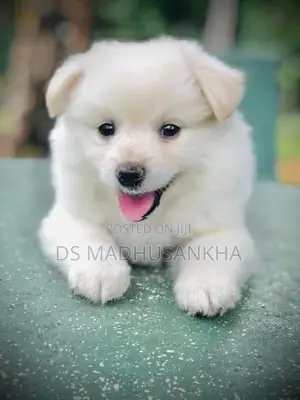 Pomeranian Puppy