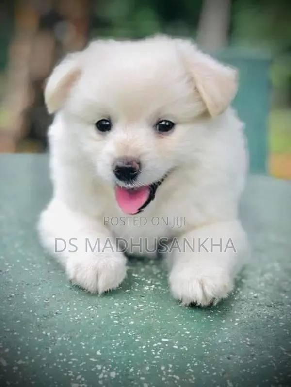 Pomeranian Puppy