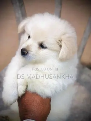 Pomeranian Puppy