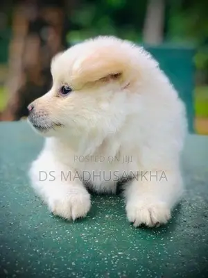 Pomeranian Puppy
