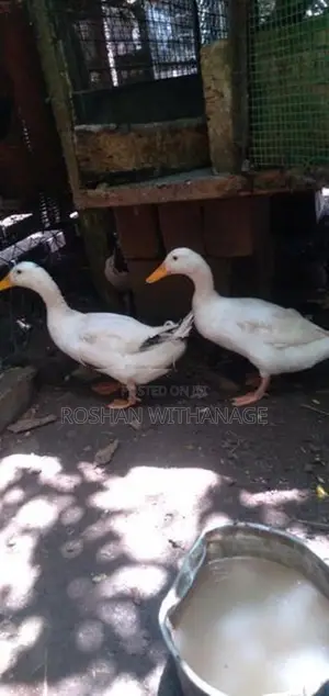 කුකුළන් සමඟ තාරාවන්