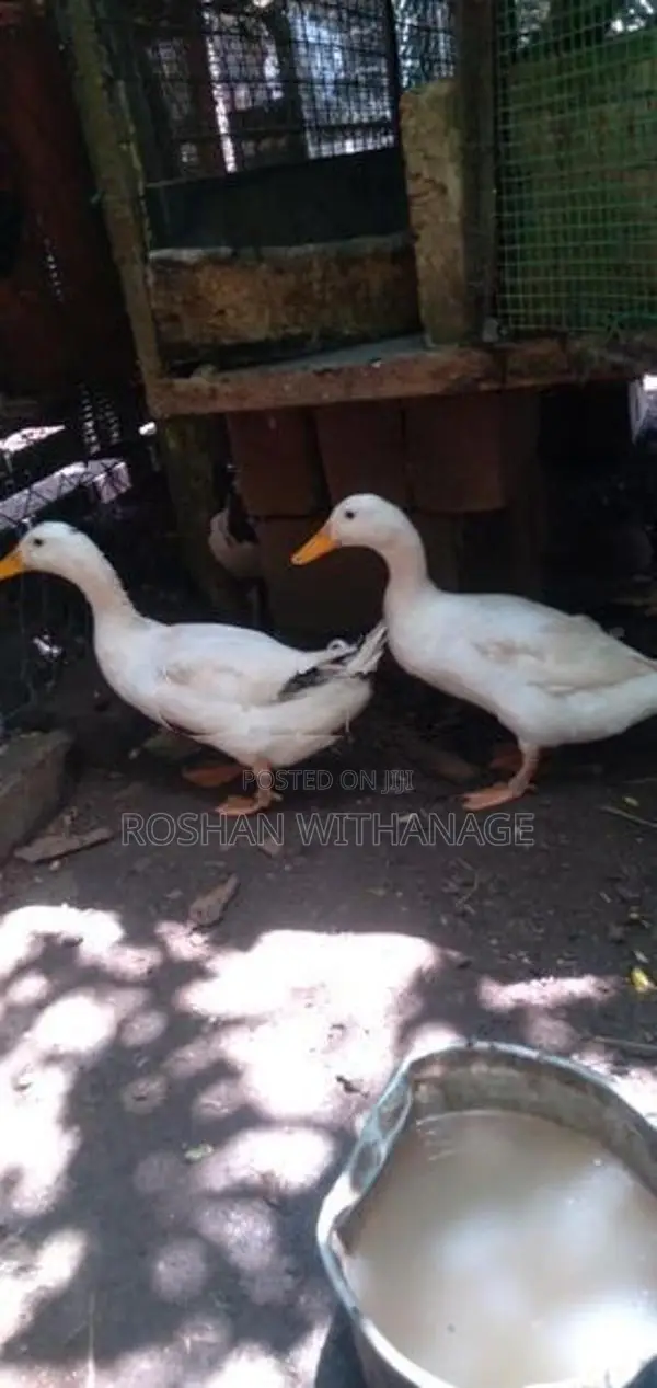 කුකුළන් සමඟ තාරාවන්