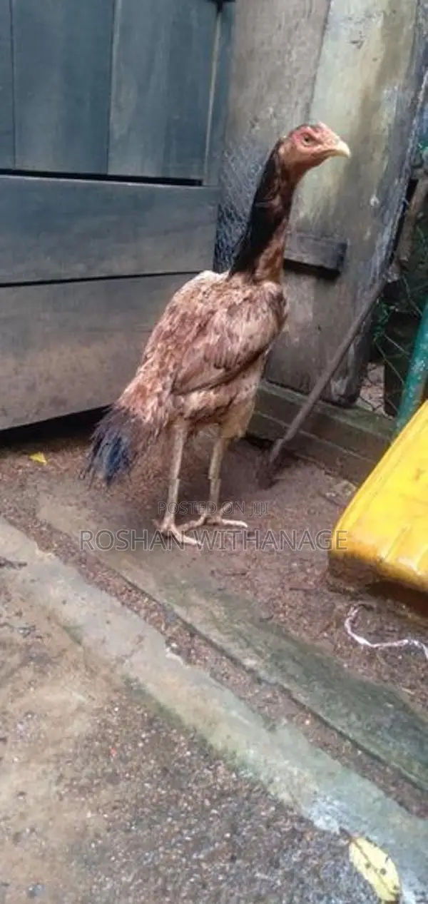 කුකුළන් සමඟ තාරාවන්