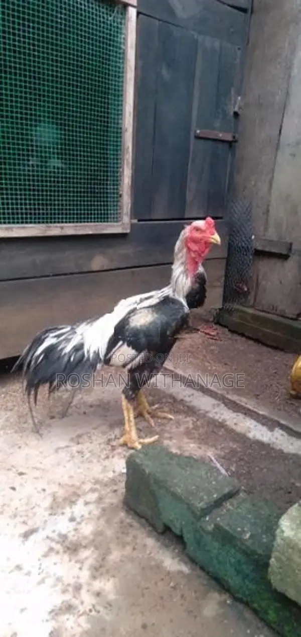 කුකුළන් සමඟ තාරාවන්