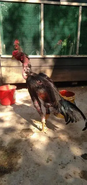 කුකුළන් සමඟ තාරාවන්