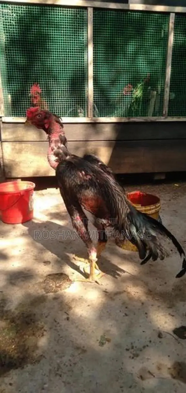 කුකුළන් සමඟ තාරාවන්