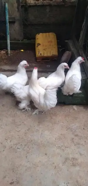 කුකුළන් සමඟ තාරාවන්