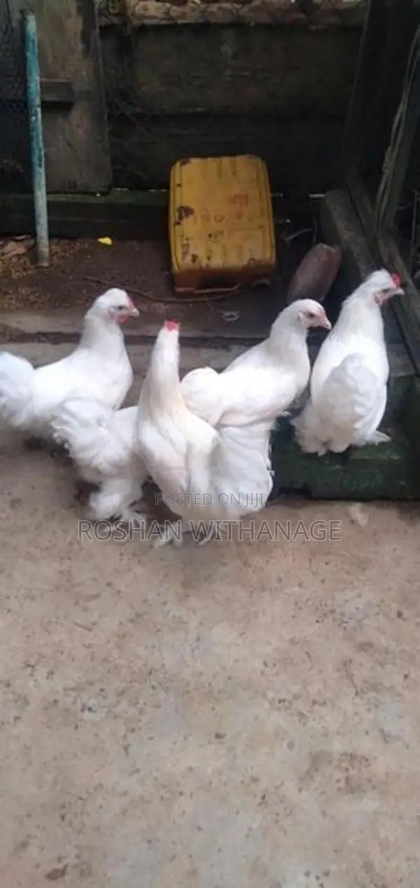 කුකුළන් සමඟ තාරාවන්