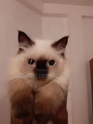 Himalayan Kitten