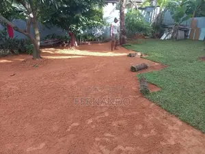 Malaysian Carpet Grass