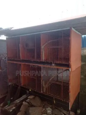 Bird Cage
