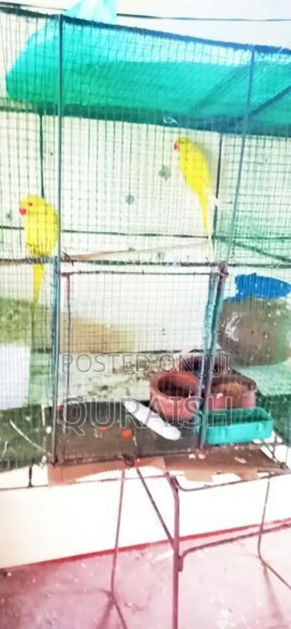 Yellow Ring Neck