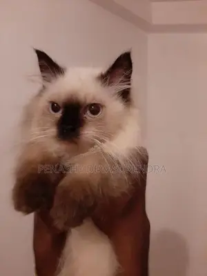Himalayan Kitten