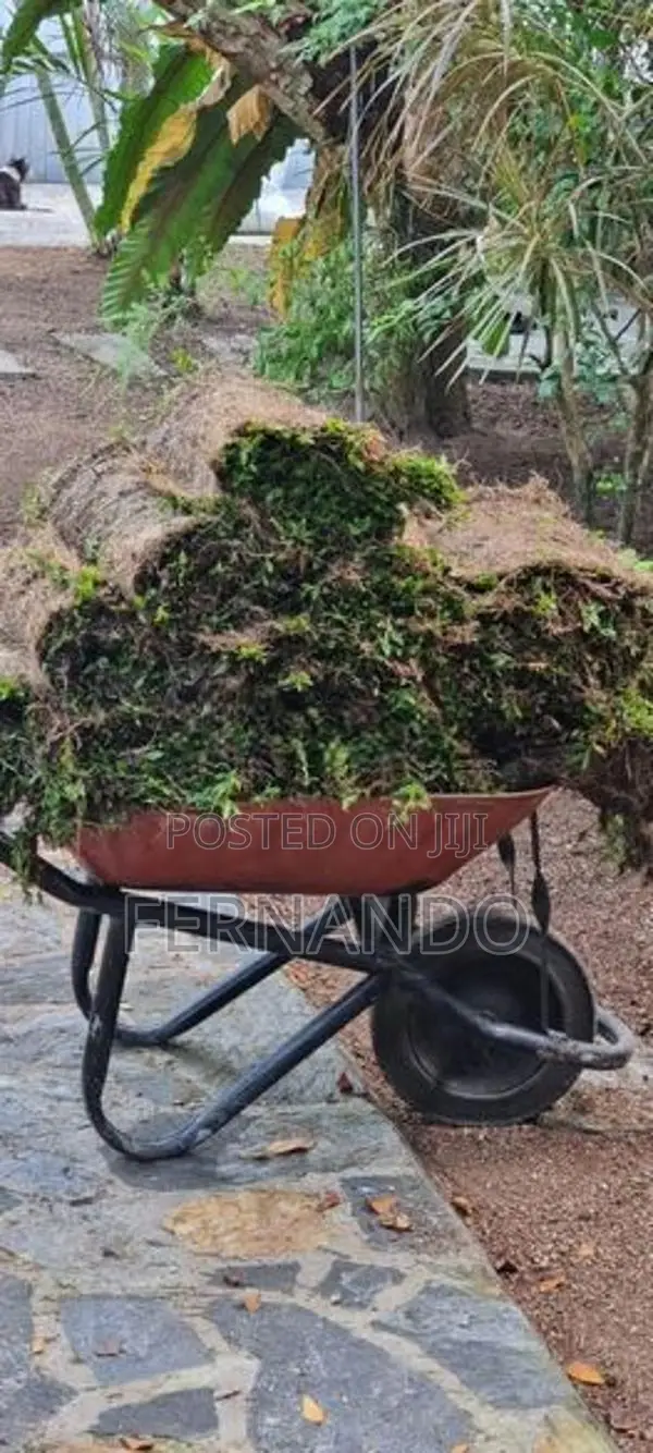 Malaysian Carpet Grass