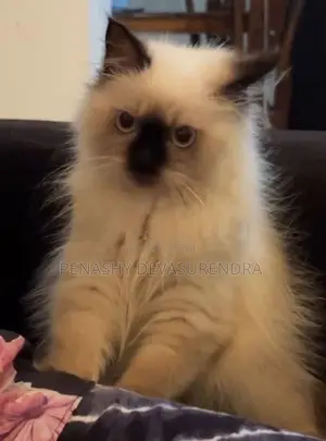 Himalayan Kitten