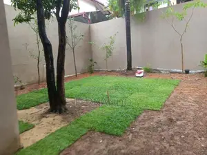 Malaysian Carpet Grass