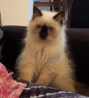Himalayan Kitten