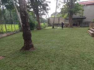 Malaysian Carpet Grass
