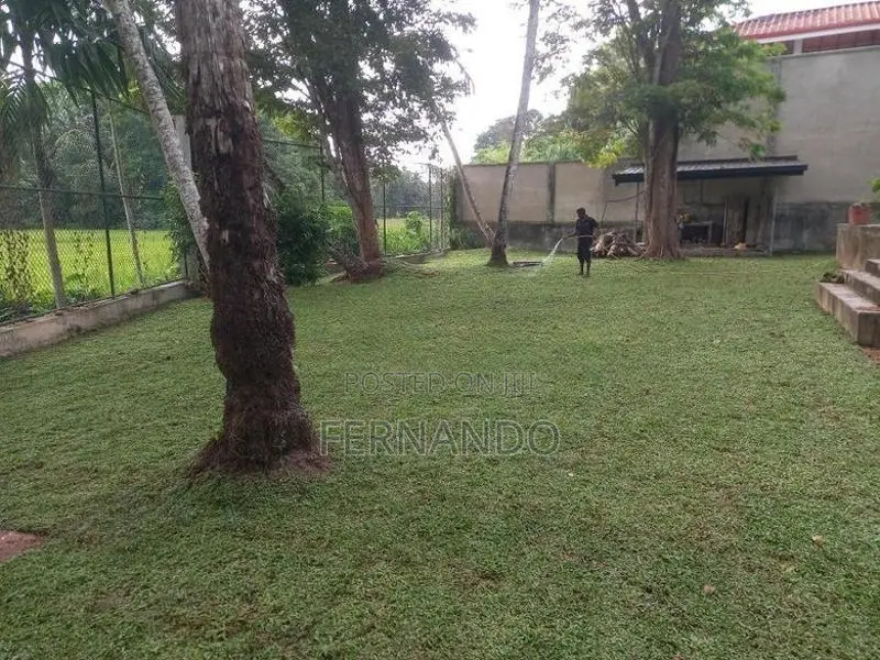 Malaysian Carpet Grass