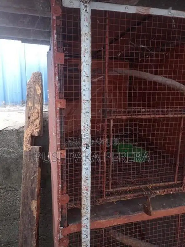 Bird Cage