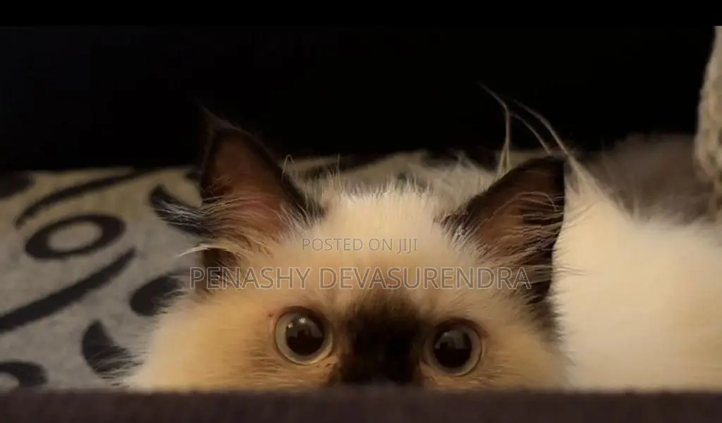 Himalayan Kitten
