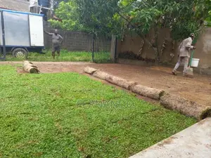 Malaysian Carpet Grass