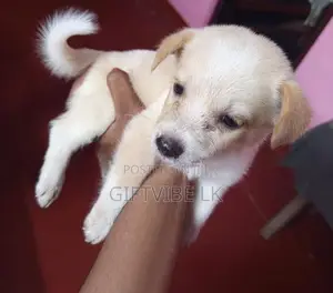 Lion Pomeranion Puppy