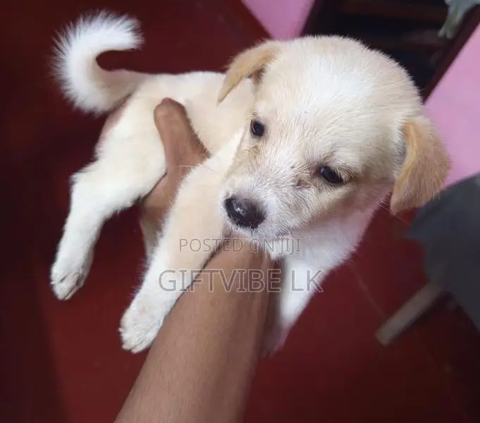 Lion Pomeranion Puppy