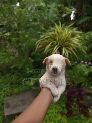 Lion Pomeranion Puppy