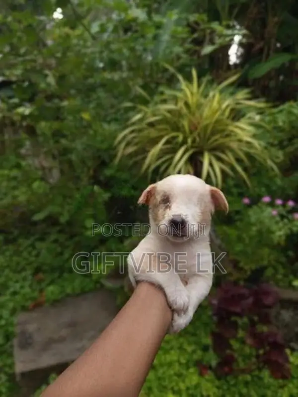 Lion Pomeranion Puppy