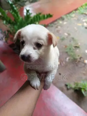 Lion Pomeranion Puppy