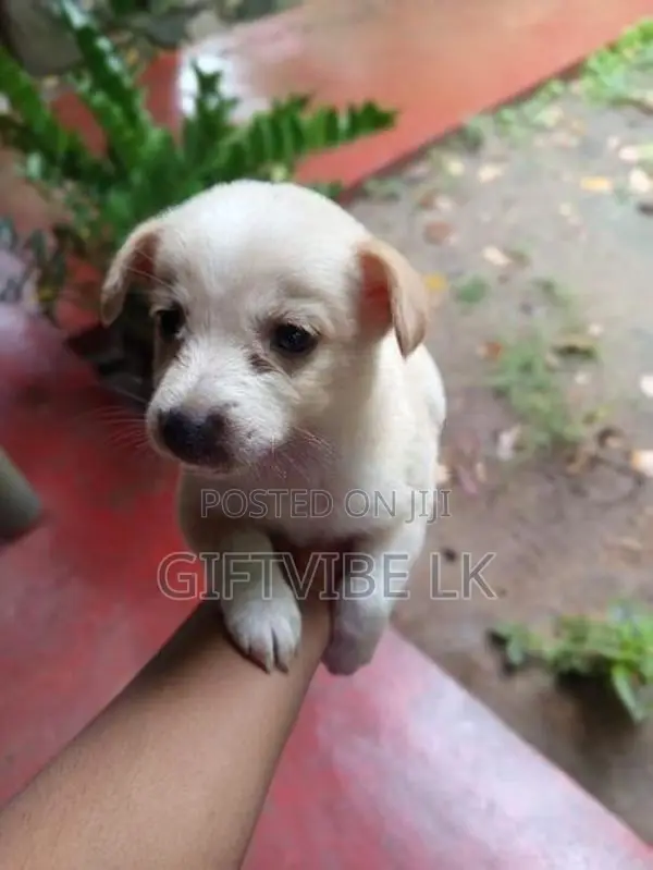 Lion Pomeranion Puppy