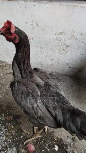 Rooster