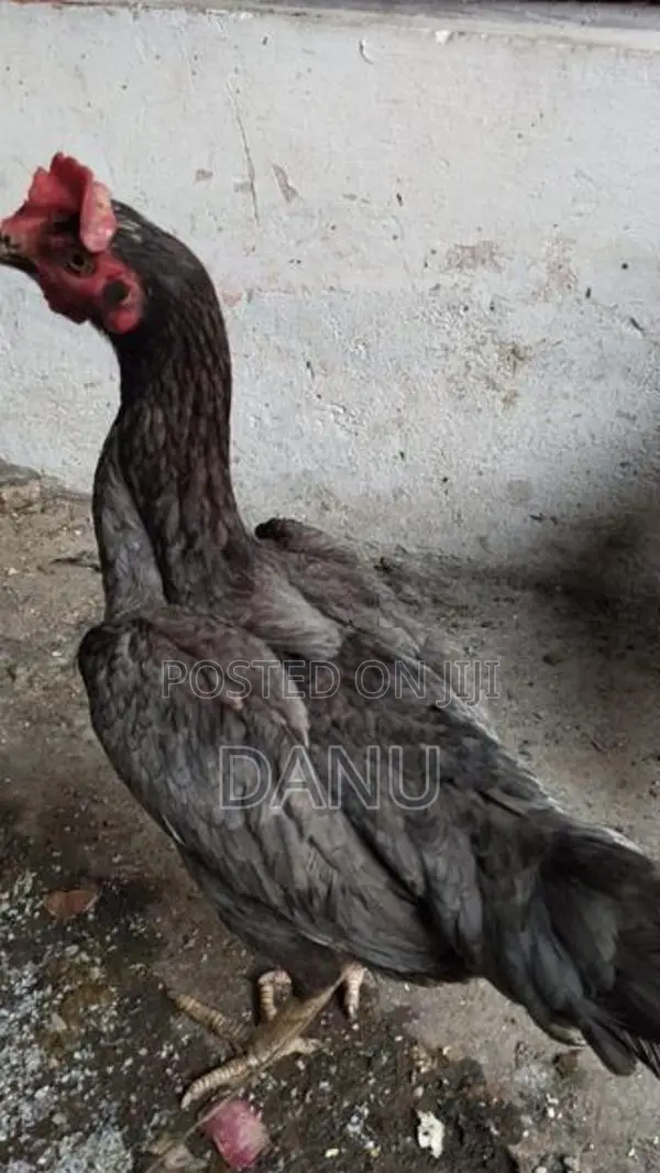 Rooster